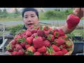 Download Lagu MEMANEN STRAWBERI UTUH UNTUK DIMAKAN LANGSUNG DI KEBUN