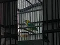 Download Lagu Masteran handal burung cucak ranting nembak nembak #videoshort #birds