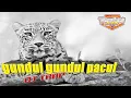 Download Lagu DJ TRAP GUNDUL GUNDUL PACUL || BREWOG MUSIC