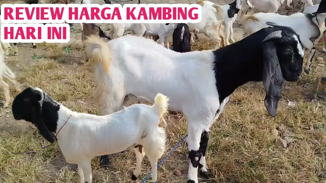 REVIEW HARGA KAMBING DI PASAR HARI INI REVIEW HARGA KAMBING DI PASAR HARI INI