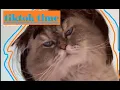 Download Lagu tiktoks for when you're feeling a little silly - pt. 32