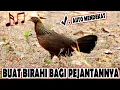 Download Lagu Suara / Bunyi Pikat Ayam Hutan Betina Paling Berkesan Untuk Pejantannya