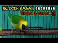 Lagu 💯cucak rante gacor suara kasar isian srigunting auto cak ranting lain naik emosi ngoceh kasar...