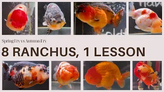 Meet My 8 Ranchus from China - And How to Choose a Good One