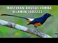 Download Lagu MASTERAN MURAI BATU UNTUK LOMBA || SIMULASI LOMBA MURAI BATU