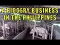 A Piggery Business In The Philippines