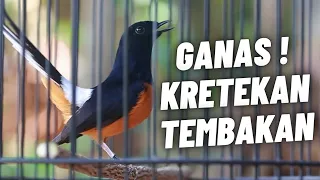 murai batu gacor full isian tembakan kasar sangat ampuh melatih murai batu bongkar isian