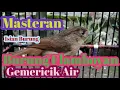 Download Lagu Masteran Burung Flamboyan Ngebren Untuk Isian Burung Anda#Burungflamboyan#masteranflamboyan
