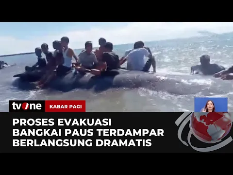 Ikan Paus Sepanjang 17 Meter Terdampar jadi Tontonan Warga