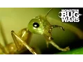 Download Tree Scorpion Vs Green Ants | MONSTER BUG WARS mp4 3gp mp3 videos - waplic