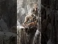Download Lagu How Mountain Goats Master the Art of Climbing
