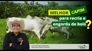 What is the best grass for raising and fattening cattle?
