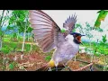 Download Lagu Kutilang Ribut  !! Gabungan Suara Burung Kutilang Cocok untuk Pikat #burung @kicaumania2003 #kutilang 