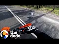Download Lagu Biker Finds Random Dog In The Road And Calls His Parents | The Dodo