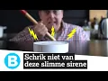Lagu Slimme SIRENE: hiermee jaag je inbrekers weg