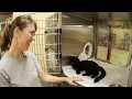 Adopt a Cat Month Independence Missouri