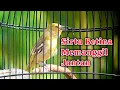 Download Lagu Suara Sirtu/Cipoh Betina Gacor Memanggil Jantan Ampuh