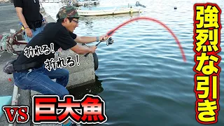 こだまと出会ったあの場所で巨大魚と限界ファイト！！