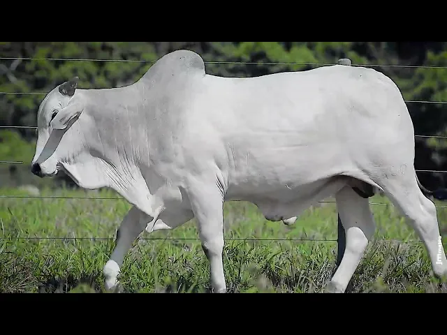 Touro Nelore VSCN - 980