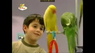 kids and pets parrots babytv