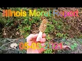 Illinois Morel Mushroom Report 05-03-2021 And Awesome Dipping Sauce Recipe
