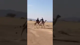 ربعي عتيبة من العارض ليا الحرة سقم المعادي ليا جاء العلم مردودي  دندنها