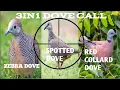Download Lagu 🔴 #Spotted Dove #Zebra Dove #Red Collard Dove Bird Call 3in1
