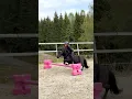 Download Lagu Ella and Black JUMPING💥 #shorts #horse #pony #equestrian