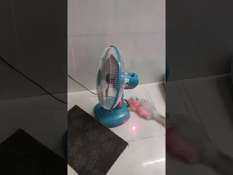 Baby cat reaction to funny 😹