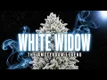 White Widow The Strain That Made Amsterdam the Weed Capital of the World