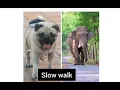 Elephant activity tracking using ML models