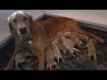 puppies retriever mix