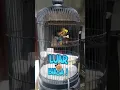 Download Lagu Manyar jambul kepala emas isian lovebird kenari gereja anti stres
