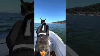 #Fyp #dream #doberman #pets #YouTube