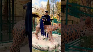كوتي كوتي كووتي كوتي       دندنها