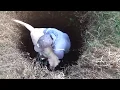 Download Lagu My dog fell into a well