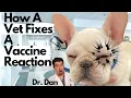 Dog Vaccine Reactions How a Vet will Fix your dog
