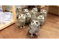 Download Lagu Owl - A Funny Owls And Cute Owls Compilation || NEW