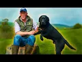 What ACTUALLY Is A Labrador Their History Breeding Characteristics