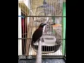 suara burung kopi kopi/bongkrek jantan gacor cocok untuk pancingan sekaligus masteran