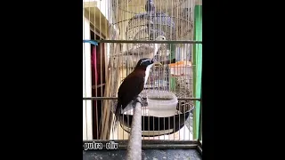 suara burung kopi kopi bongkrek jantan gacor cocok untuk pancingan sekaligus masteran