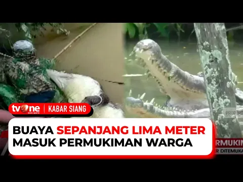 Geger, Buaya Berukuran 5 Meter Ditemukan di Kolam Ikan Milik Warga