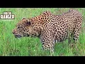 Download Lagu Leopard On The Prowl: Hunting For Warthogs