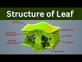 Internal structure of Leaf Leaf structure Biology