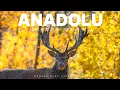 Lagu MOUNTAINS \u0026 FORESTS | Anatolia Ancient Nature Full Episode