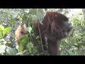 Hear a male howler monkey roar