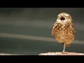 Download Lagu De Vergeten Dieren in Artis • Konijnenuil