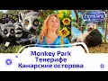 Тенерифе в декабре: тепло, птицы,лемуры и прогулка по Monkey Park.Зимы здесь нет!
