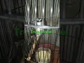 Download Lagu burung trucuk ropel