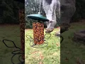 Download Lagu Before the snow #birds #cardinals #woodpecker #women #birdtok #outside #nature #shorts